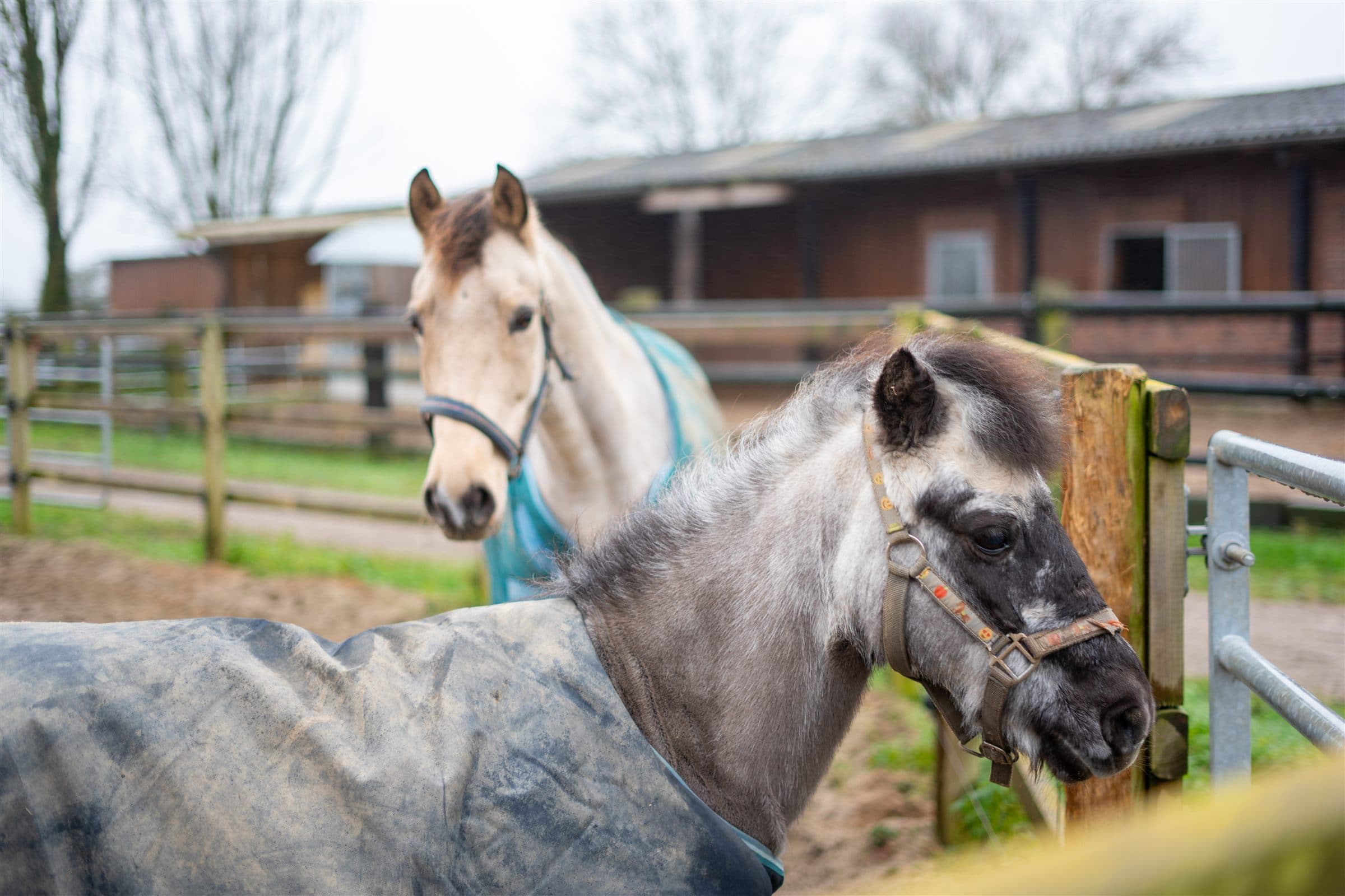 Zwei Pferde am Paddock auf dem Reiterhof Versteeg